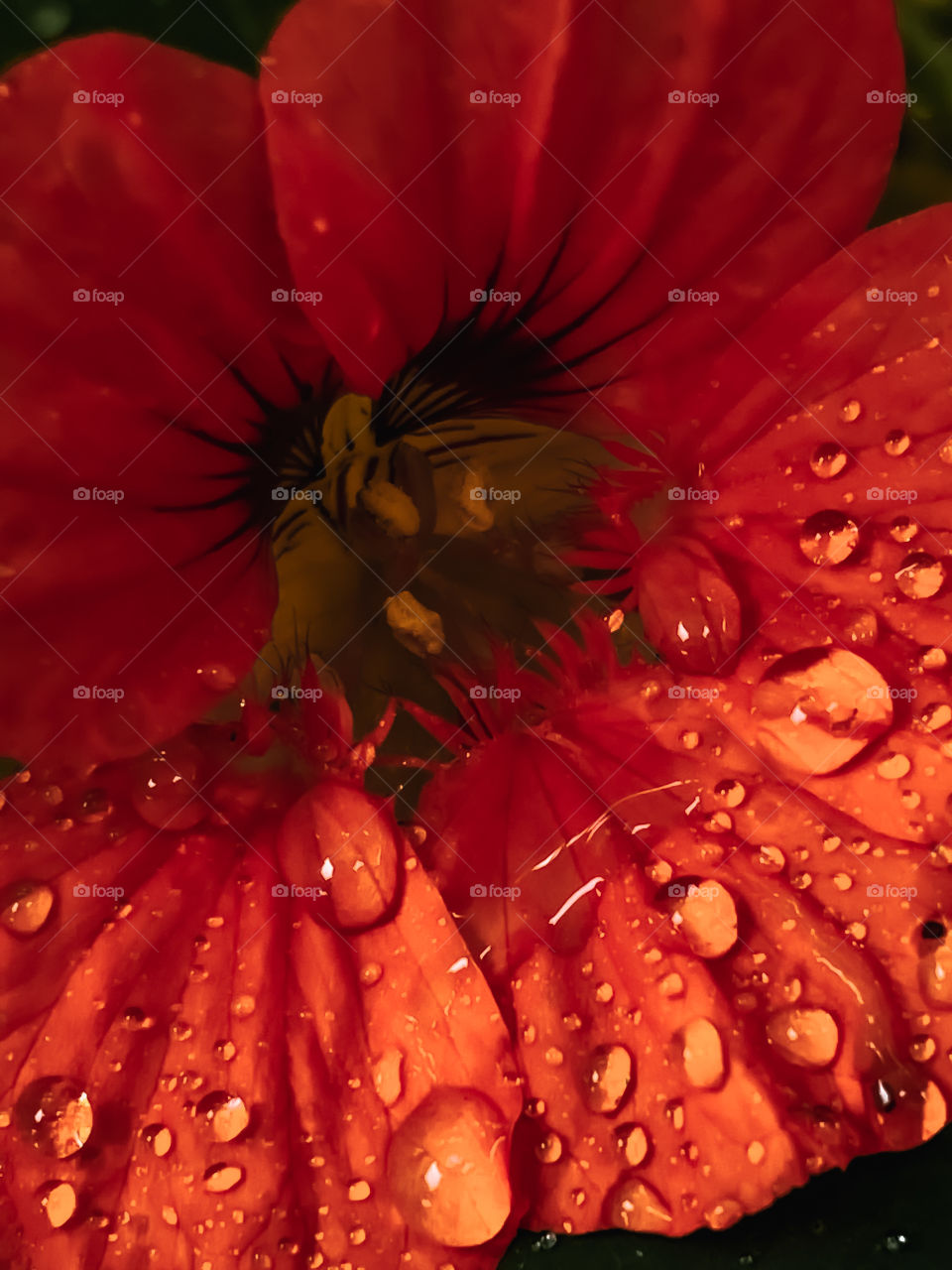 Flower Orange waterdrops water wet mother nature outdoors leafs petals water droplets rainwater Rainfall raindrops rain droplets