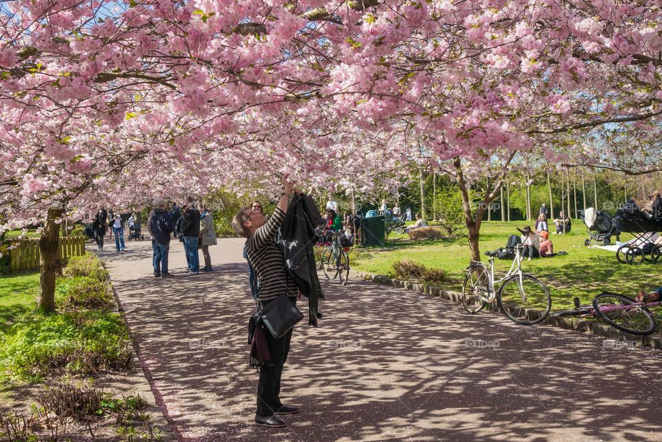 Pink park