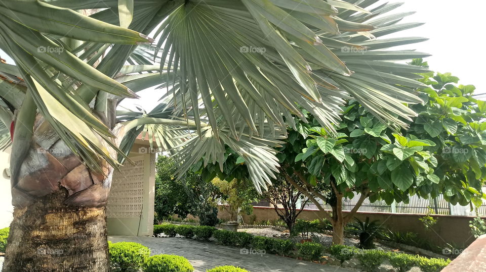 PALMAS JARDIM PLANTAS