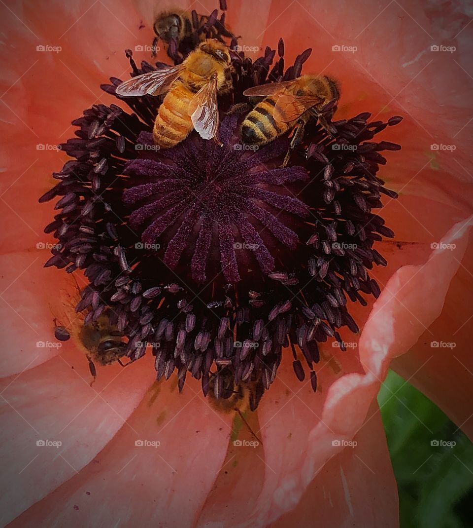 How many bees do you see?