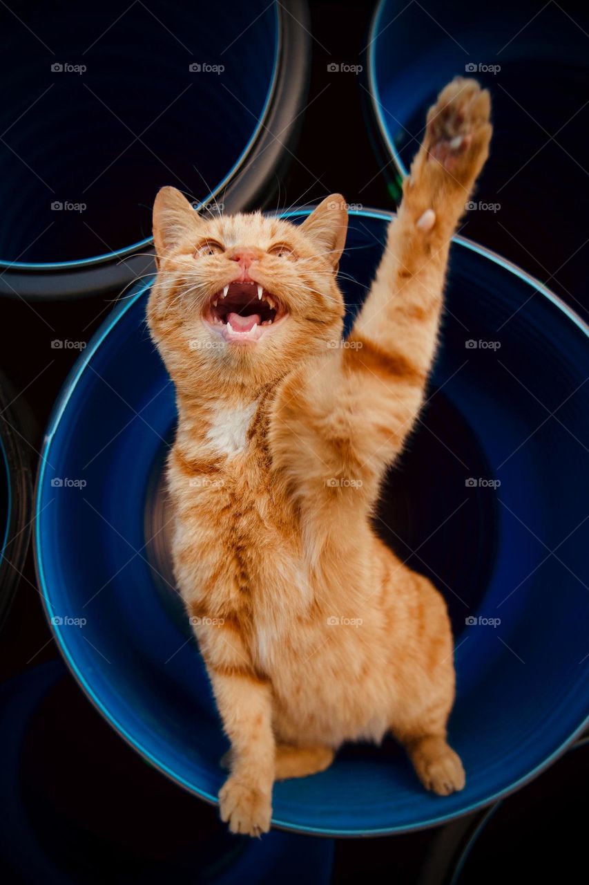 Cat say.. hallo I am here.....