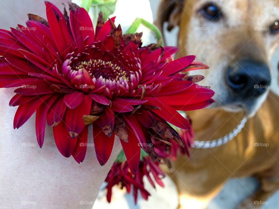 flowers and a loyal friend