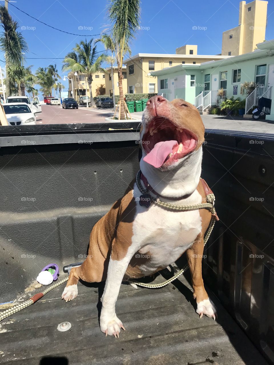 Happy dog truck ride