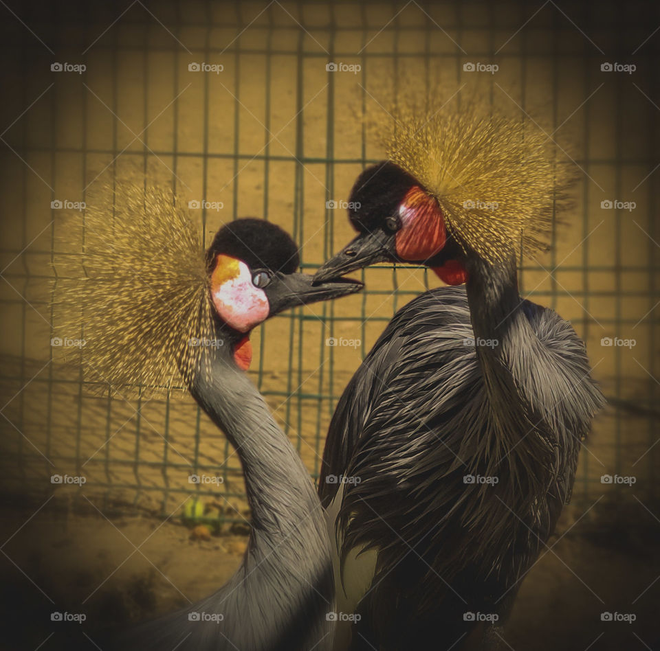 Birds' love in a cage