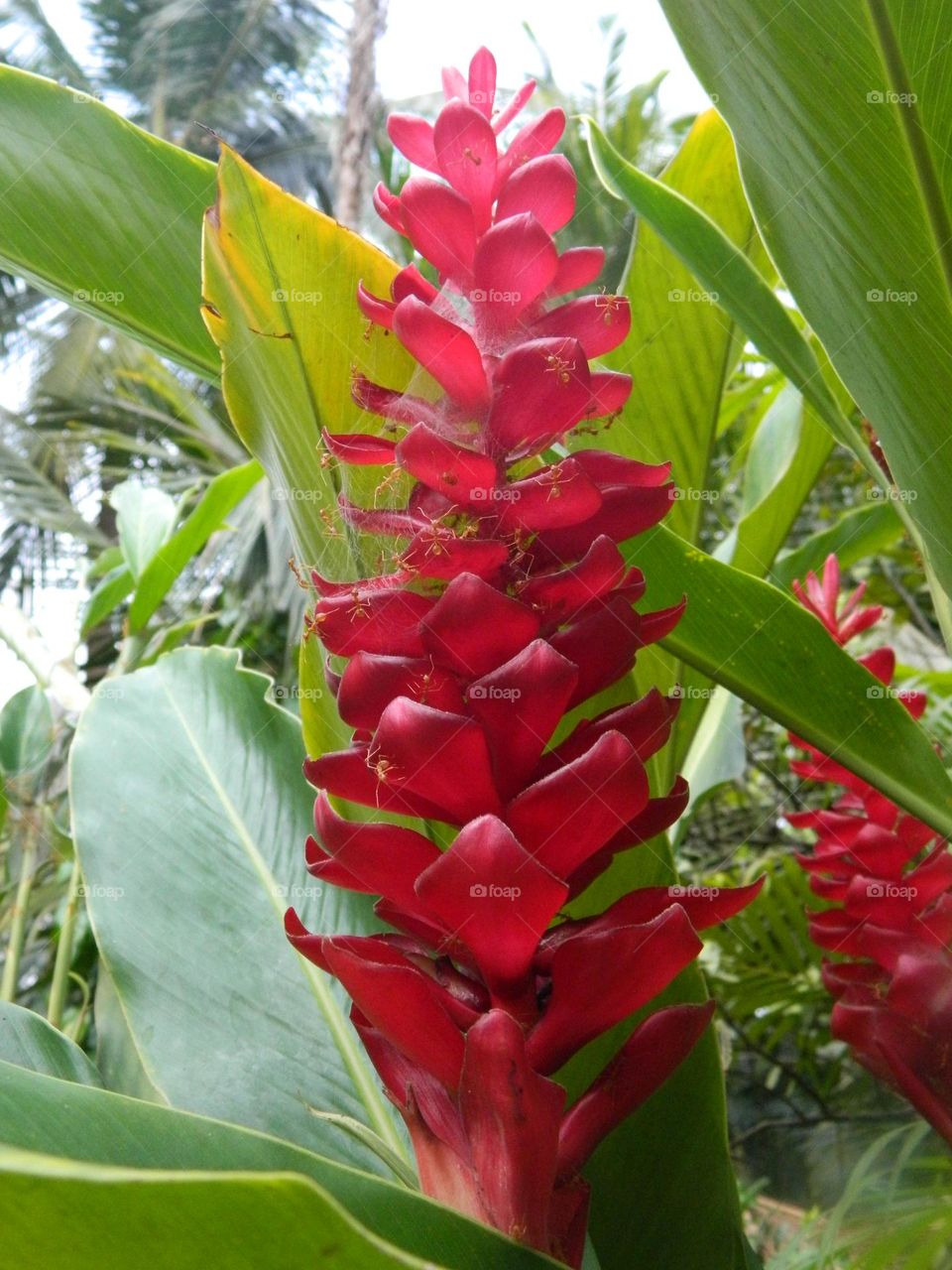 Plants in Goa