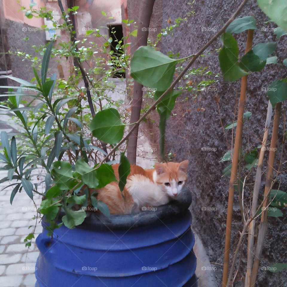 Beautiful cat looking at camera.