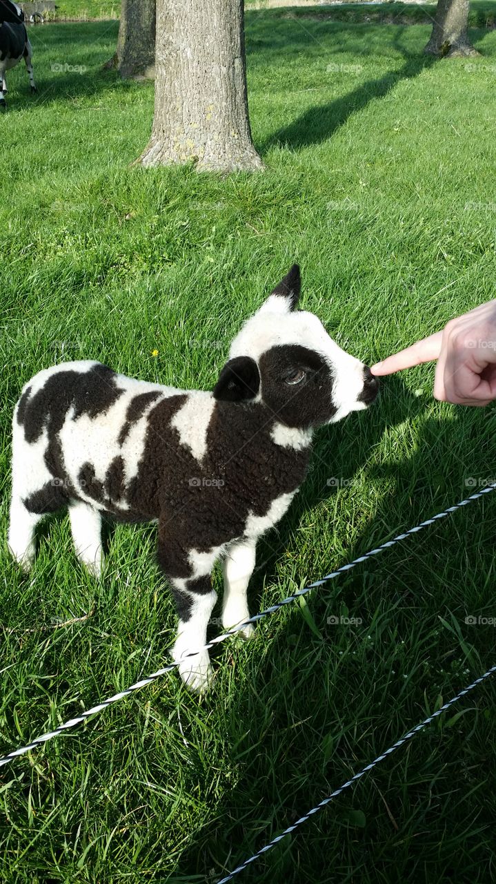 sniff my finger . friendly local lamb