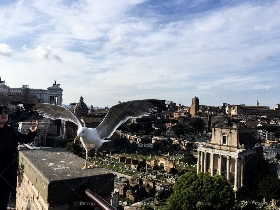 The Mediterranean gull. view of Rome from the Palatine Hill. Historical landscape. City view. 