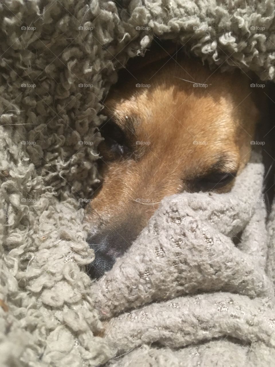 Very sleepy chihuahua, cosy and warm 