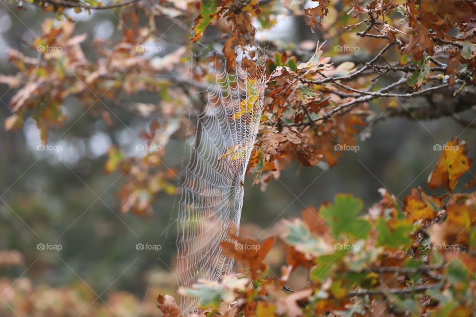 Spiderweb swaying on branches of a tree with golden leaves in autumn