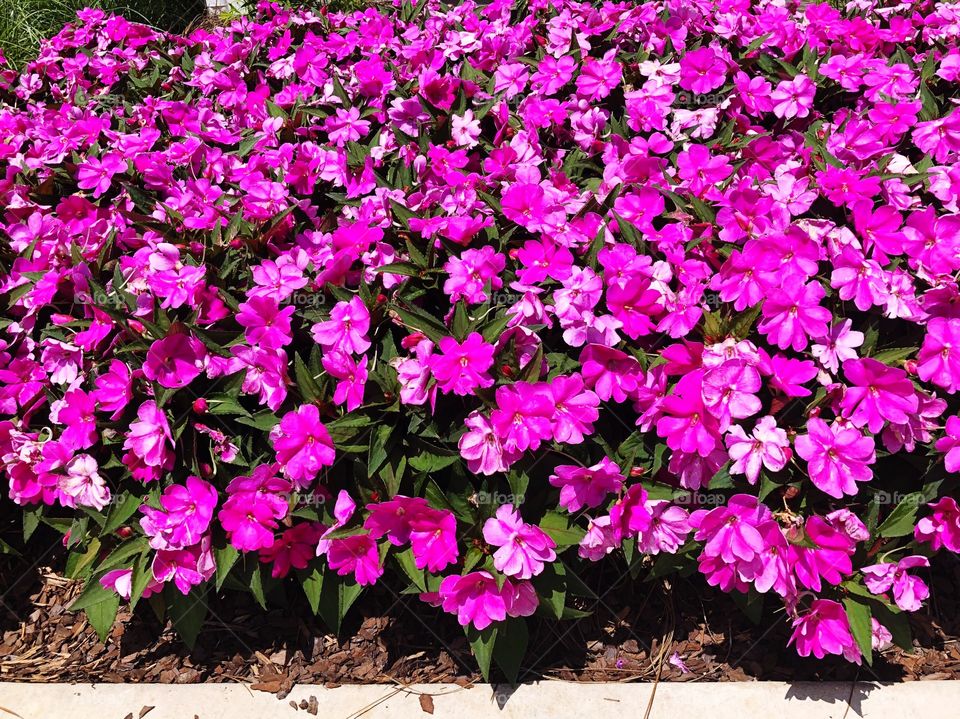 Beautiful pink flowers in bloom 