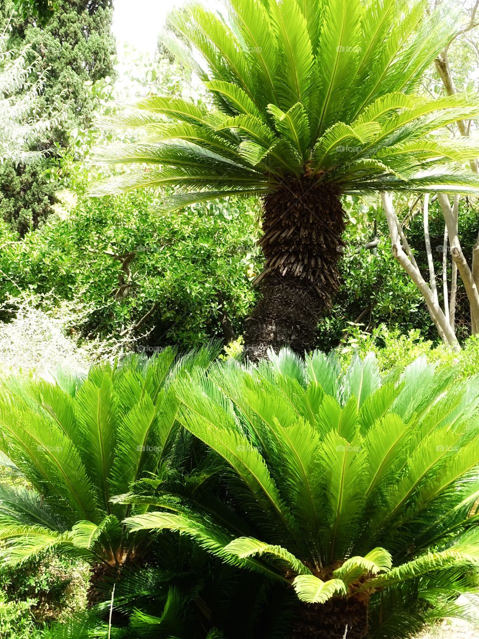 The beauty of flowers