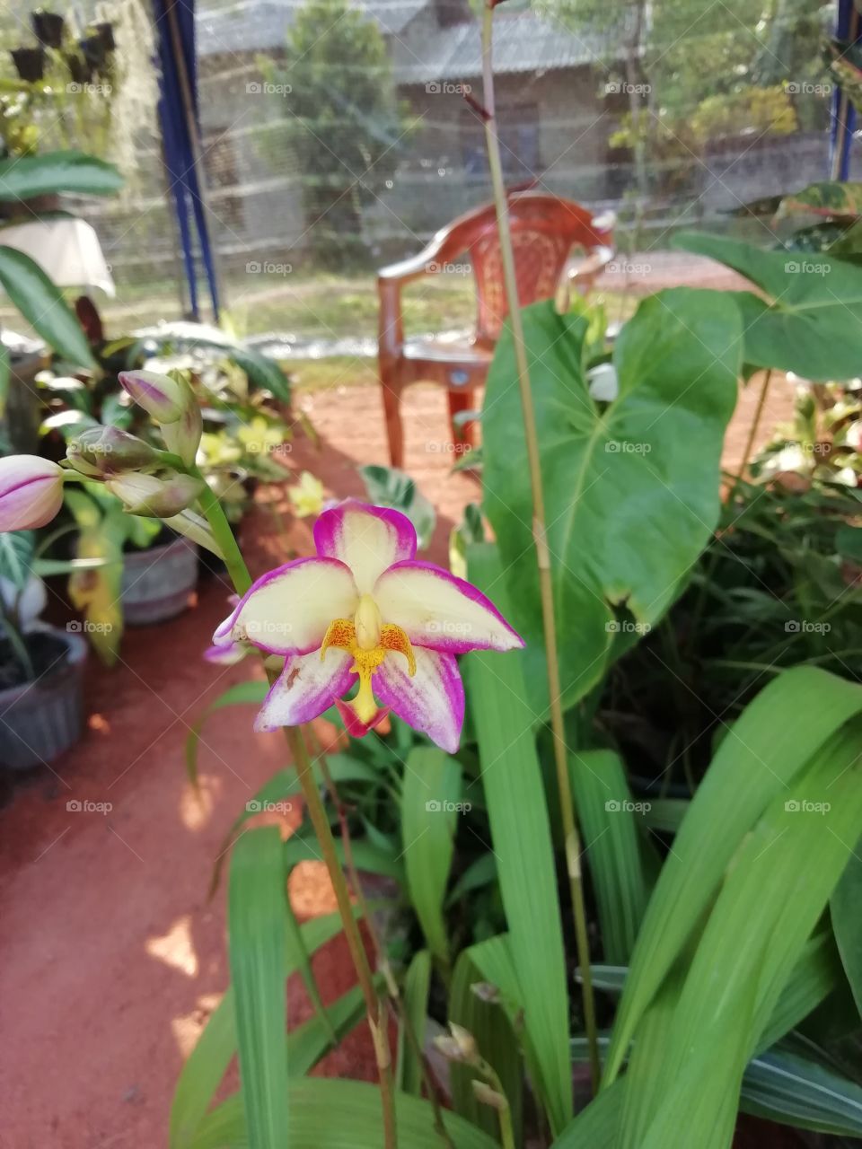 Village flower exhibition. Prettyness all-over