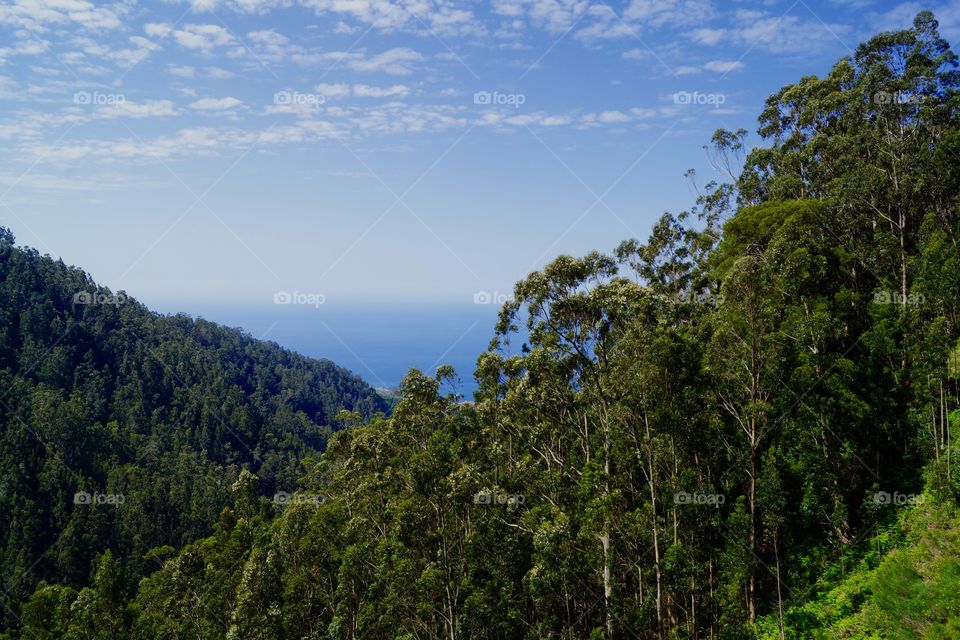 Forêt d'eucalyptus sur les pentes escarpées de Madère 