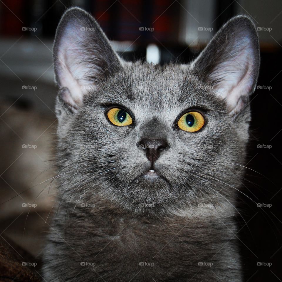 Close up of grey cat