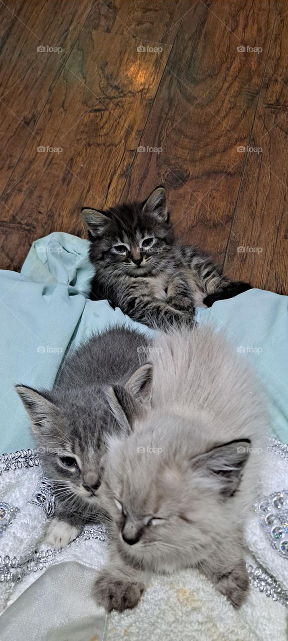 my kittens
