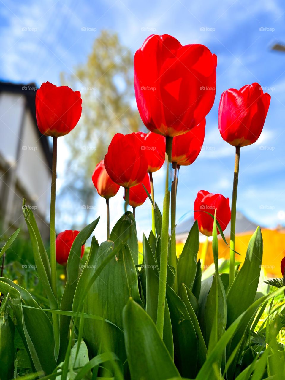 Vibrant red tulips in the spring sunshine