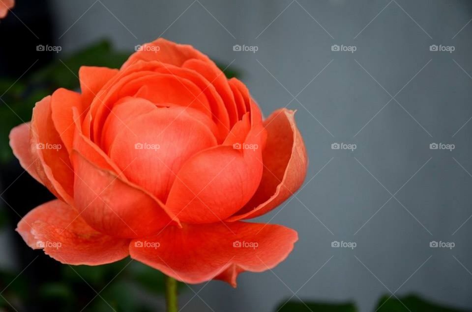 English coral rose