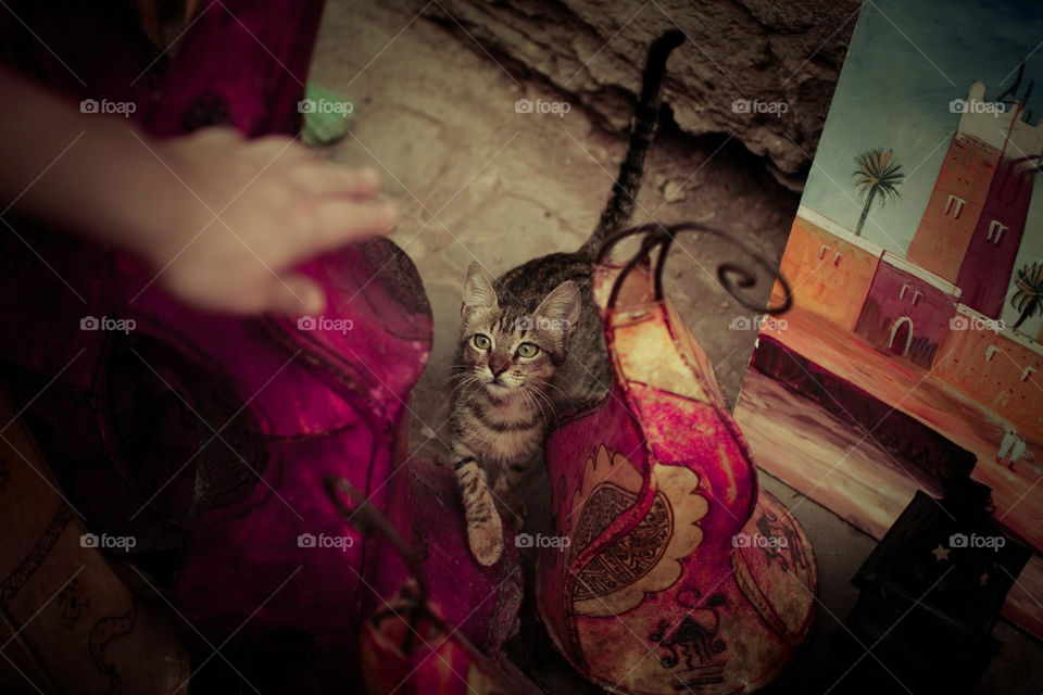 cat hand marrakech medina by bussardel