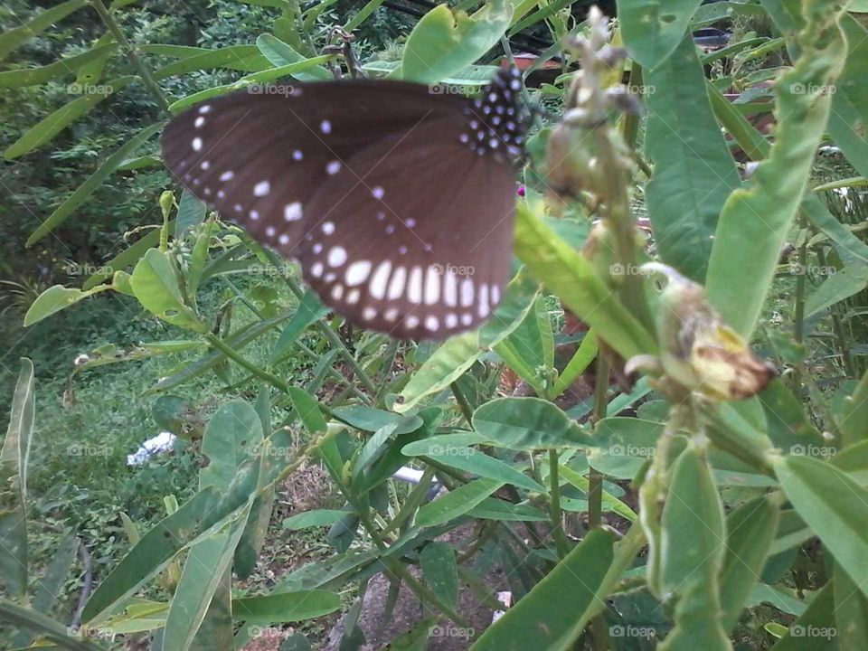 I love butterfly