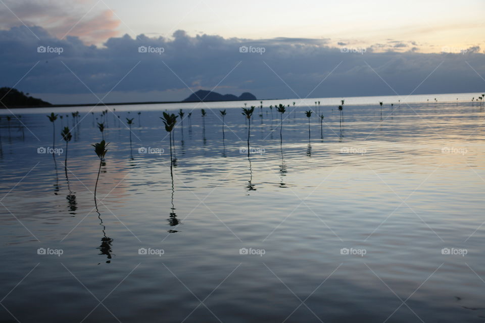 Mangrove sunset 