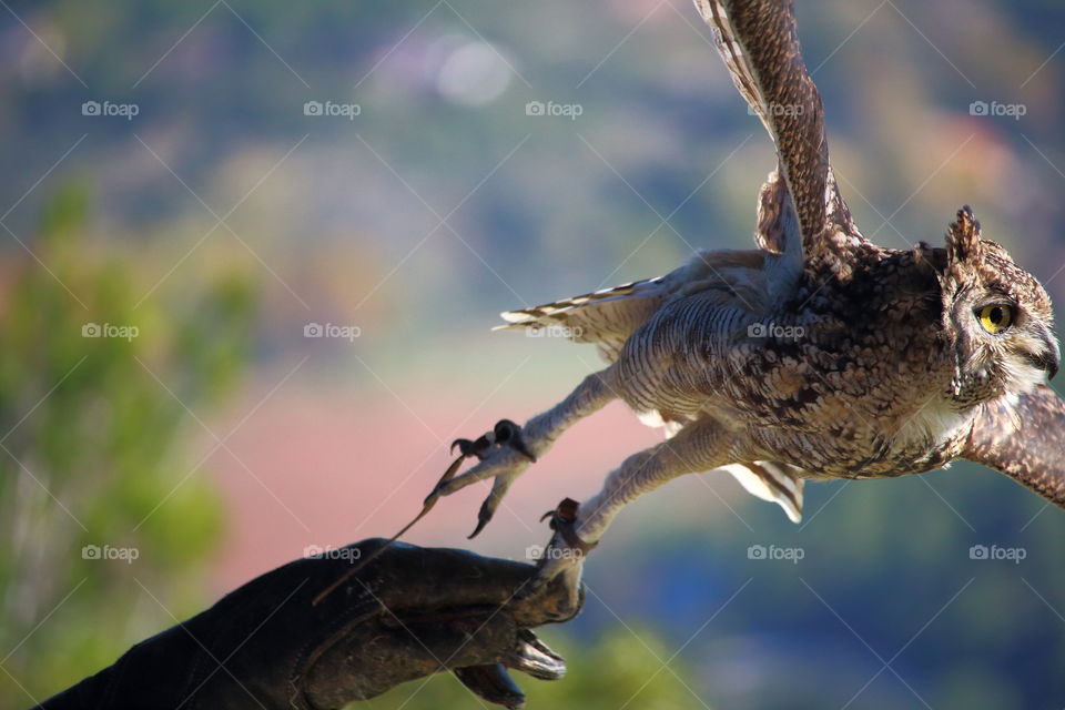 Owl taking flight