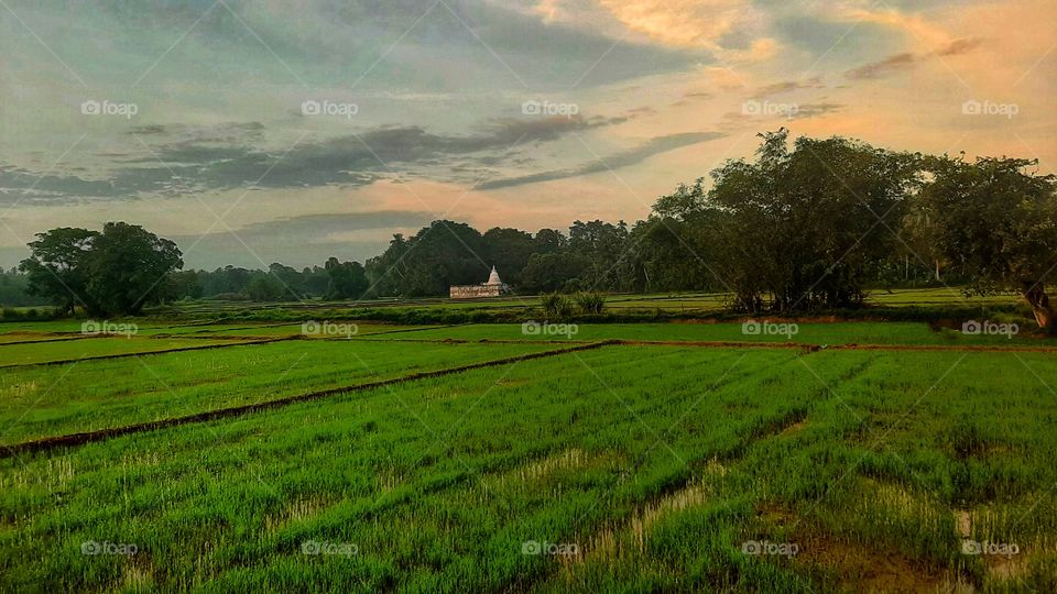 How does the morning sun shine on a paddy field in Sri Lanka? It's something worth a look.