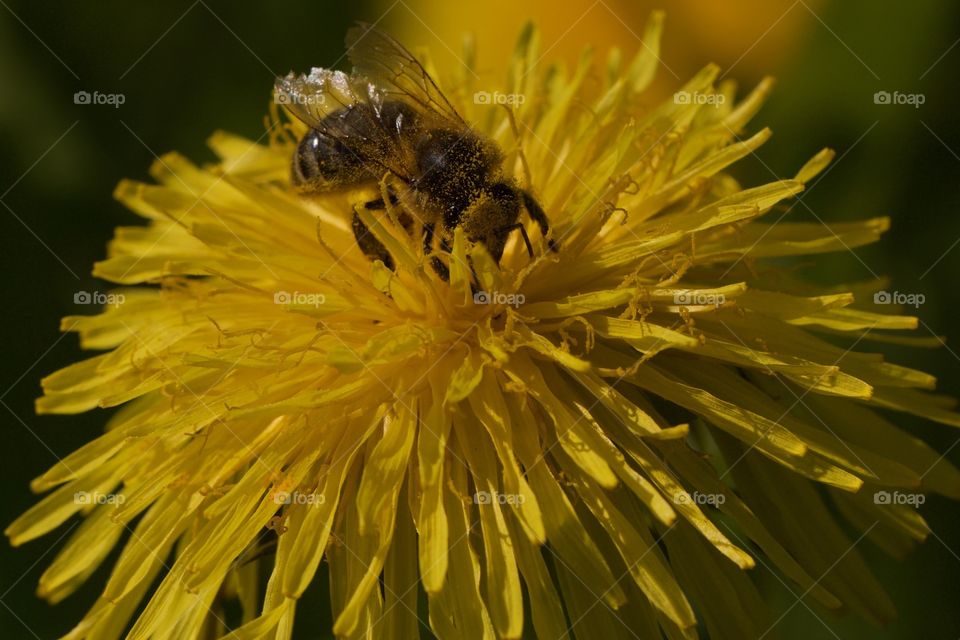 Bee pollinating on flower
