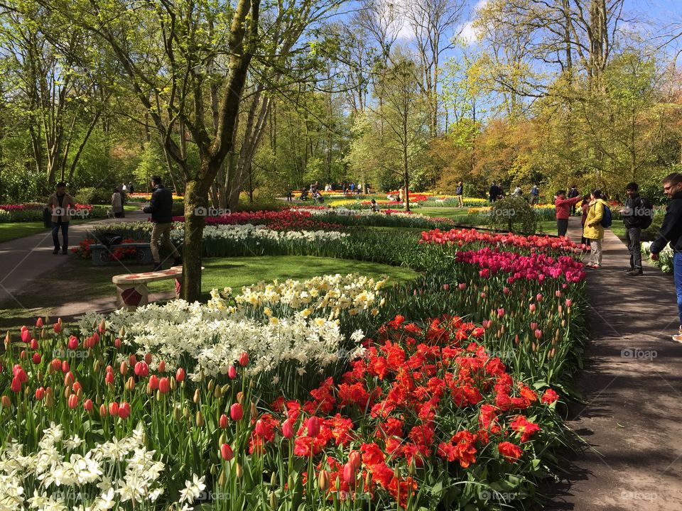 Jardin de tulipanes en holanda