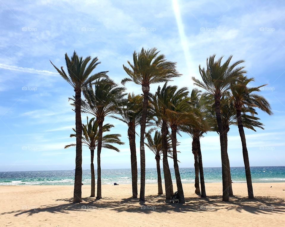 Palms#plants#nature#beach#sea#sand#sky