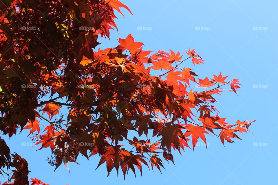 Leaves to the sky