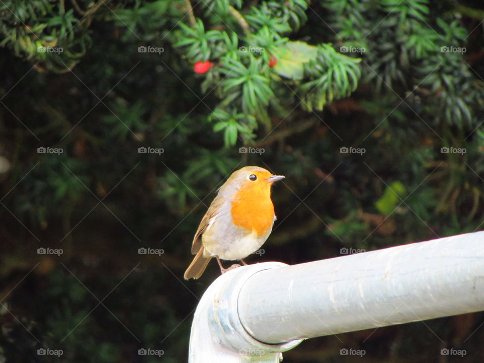 This confident robin was very obliging, posing on a step rail