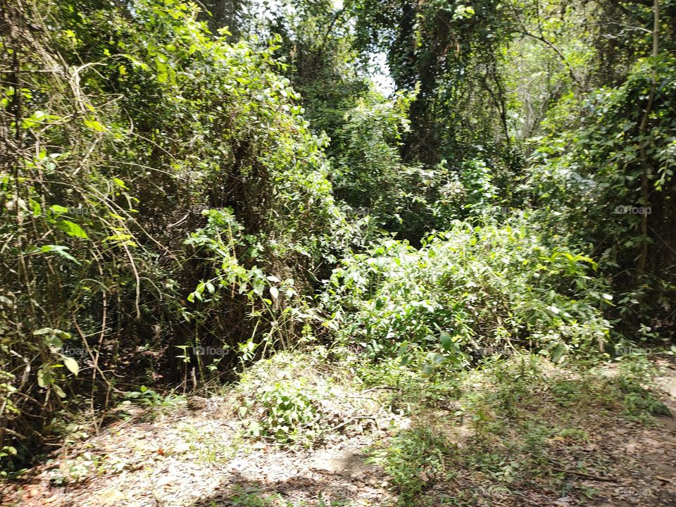 vegetación colombiana