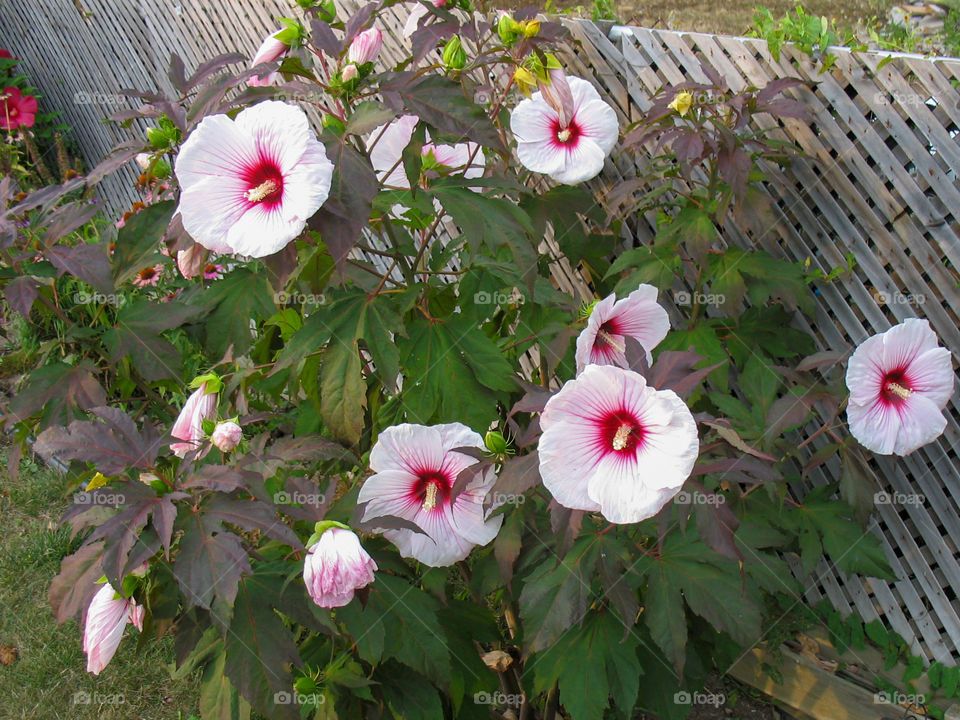 Flowers in my garden