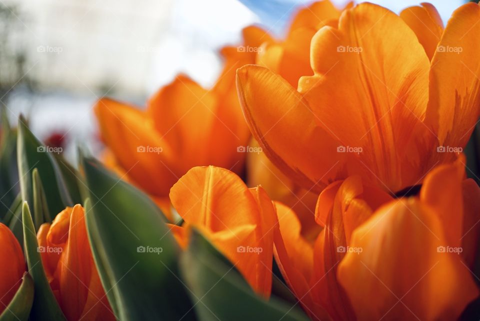 Tulpe 