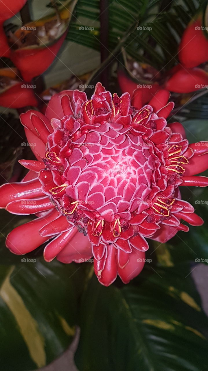 Flores exóticas amazônicas vermelhas.