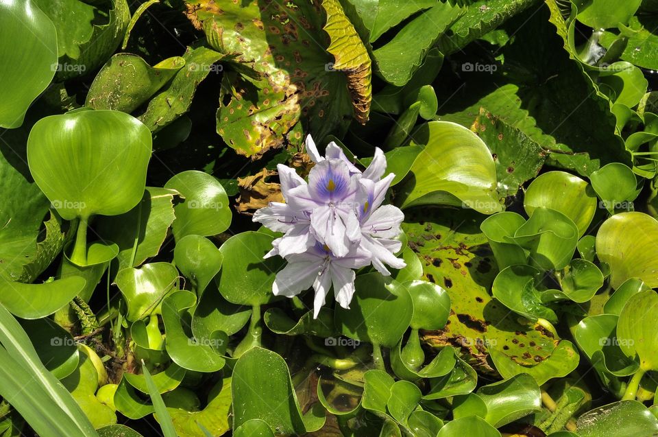 Water flower 