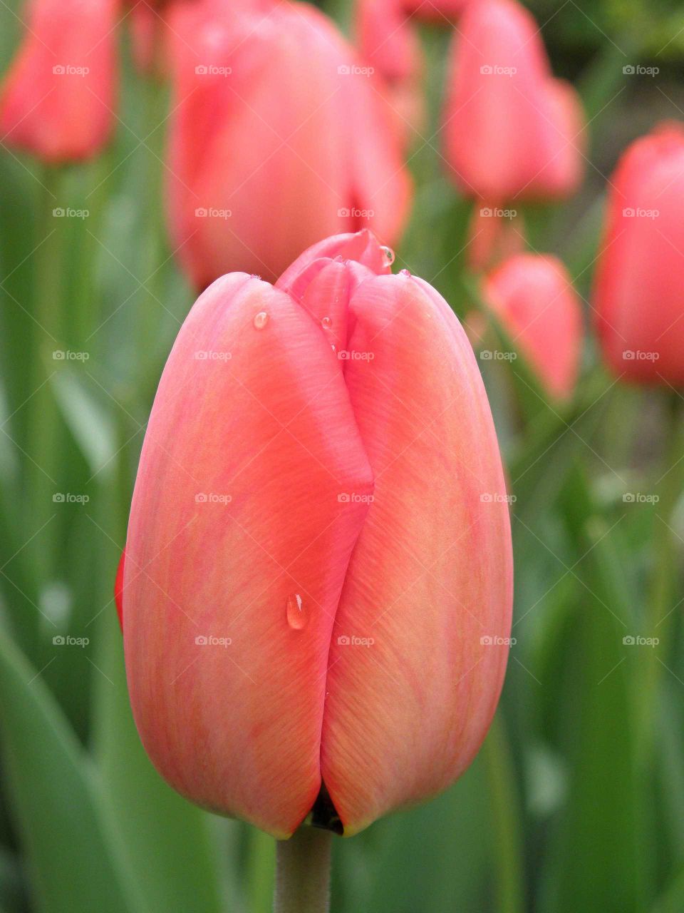 tulip