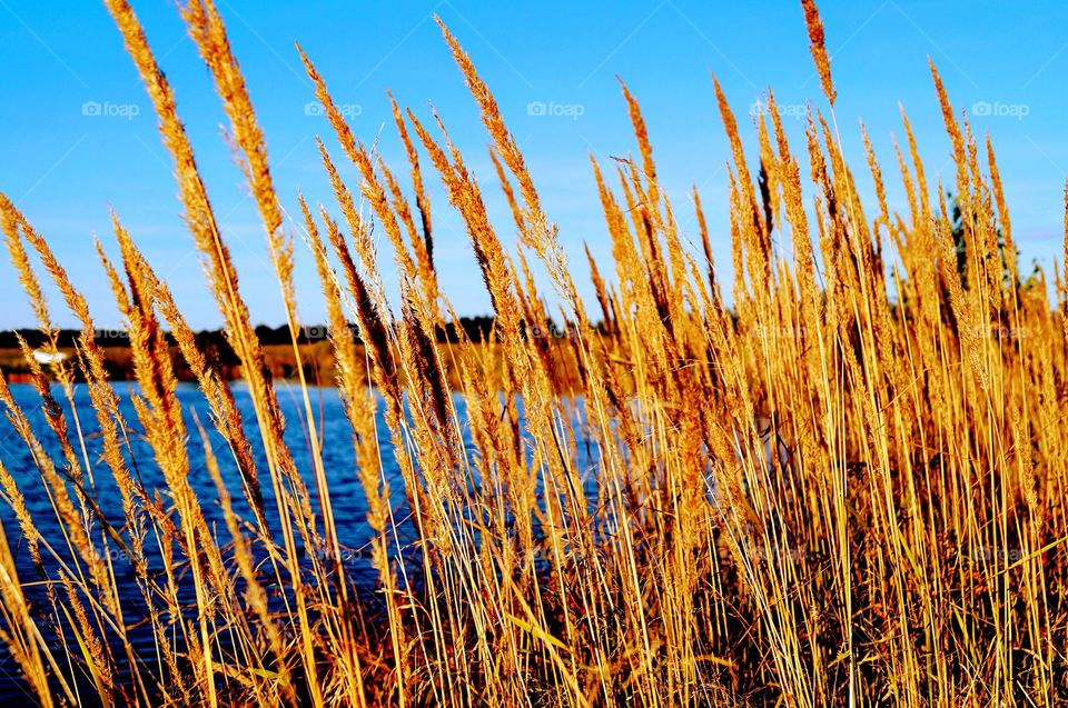 dry grass on the shore of the lake