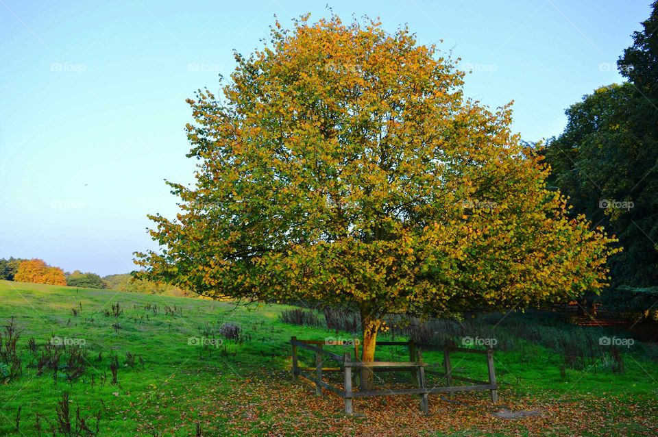 autumn landscape. autumn colors