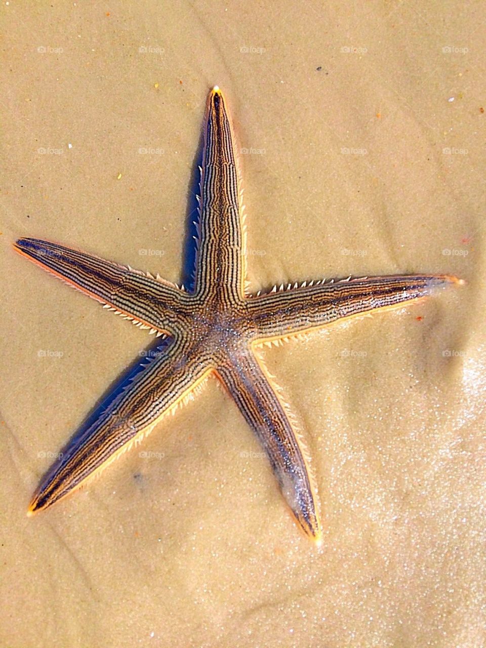 Starfish Delight