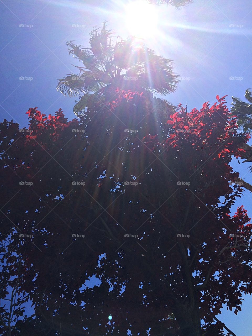 Palm tree peeking through the sun and trees 