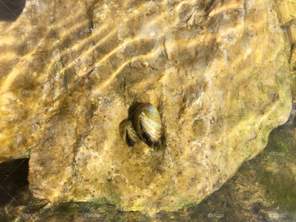 Zebra Mussels in the shallows. 