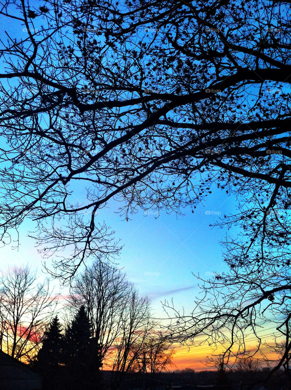 Silhouette of dry trees at sunset