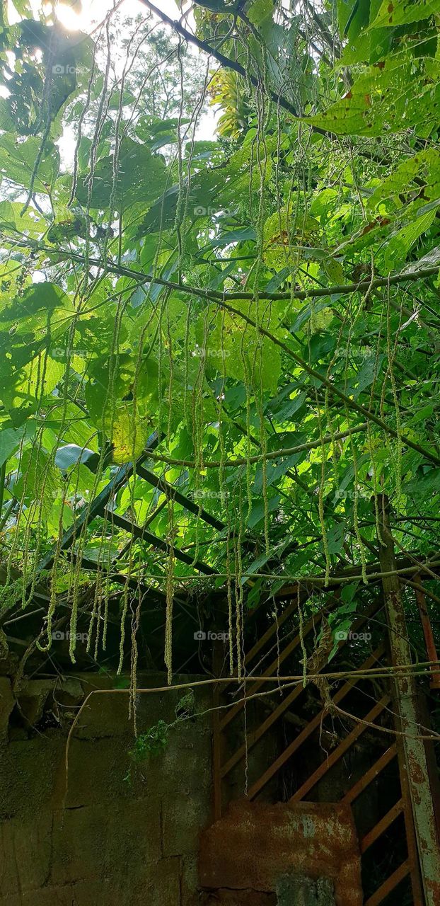 beautiful shade plant green bush like falling vine