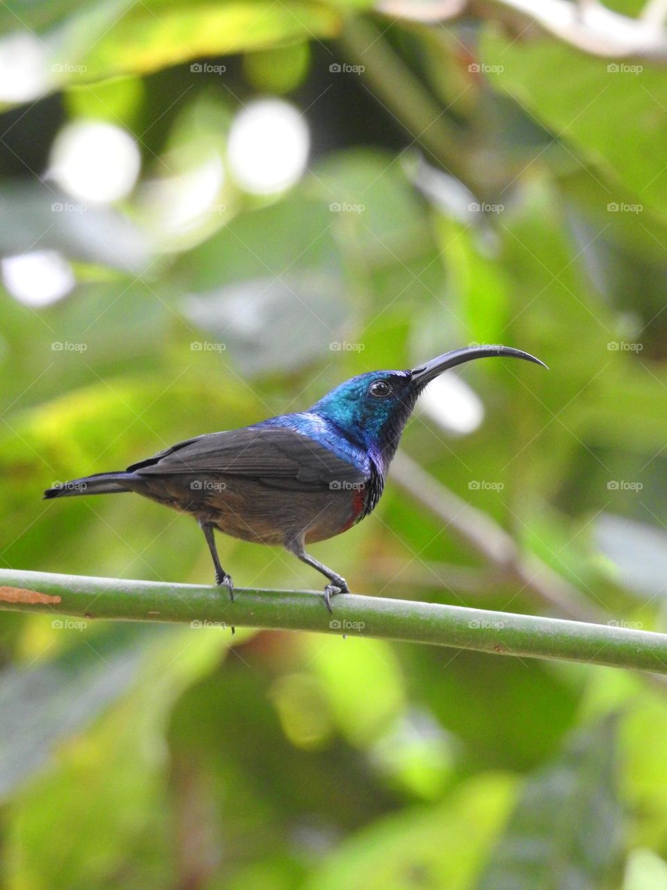 Loten's sunbird