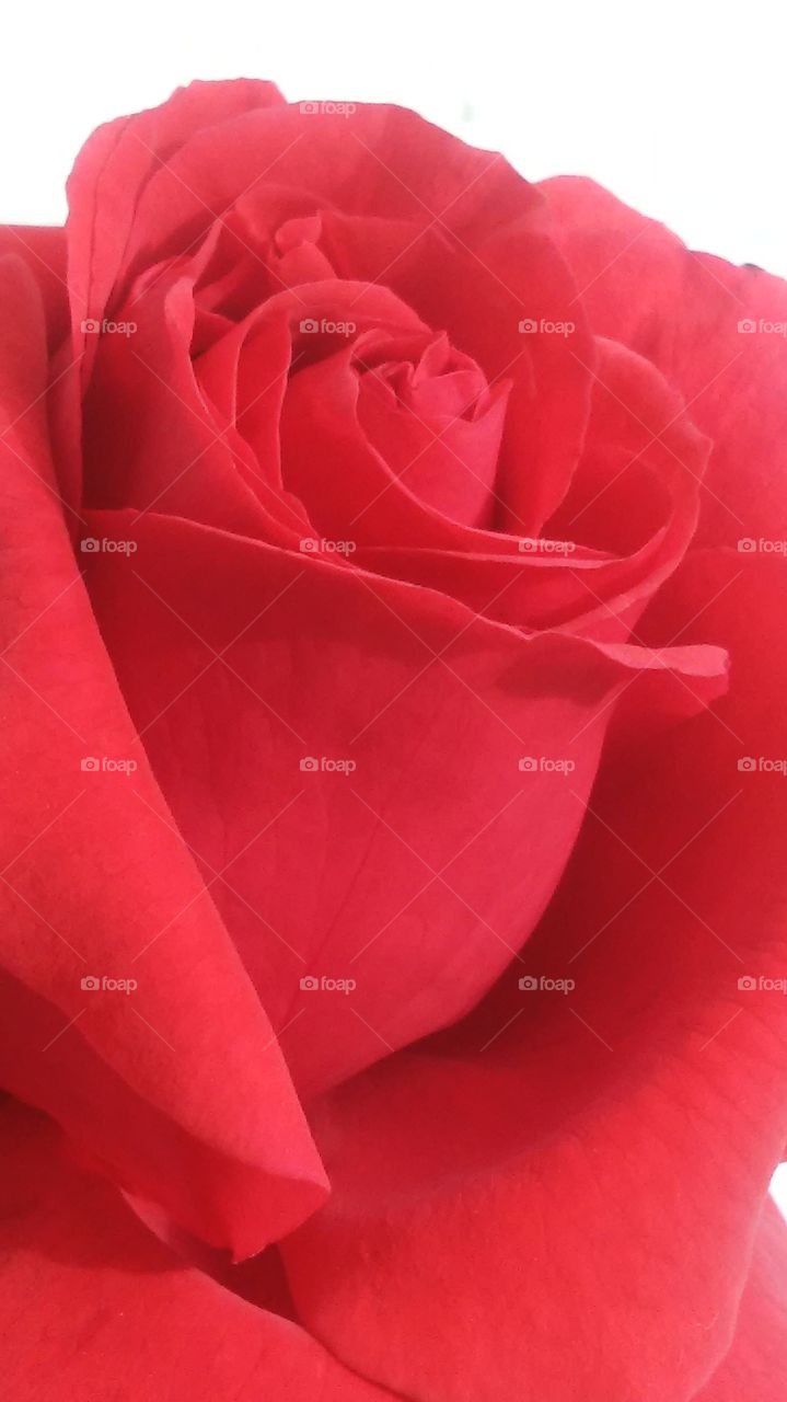 red rose