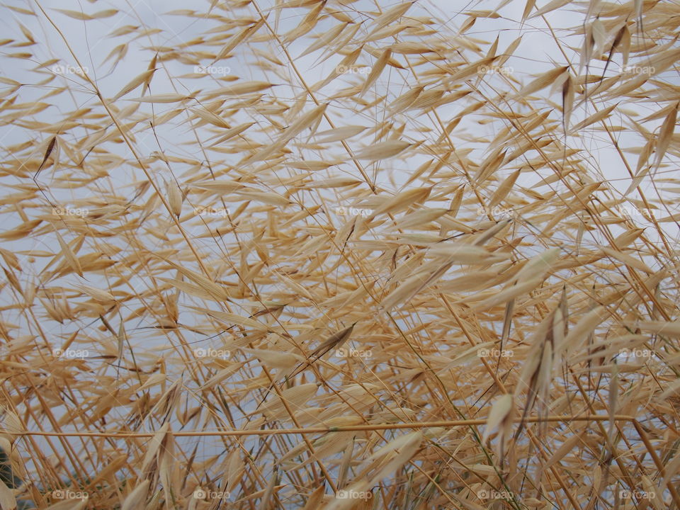 Close-up of wheat field