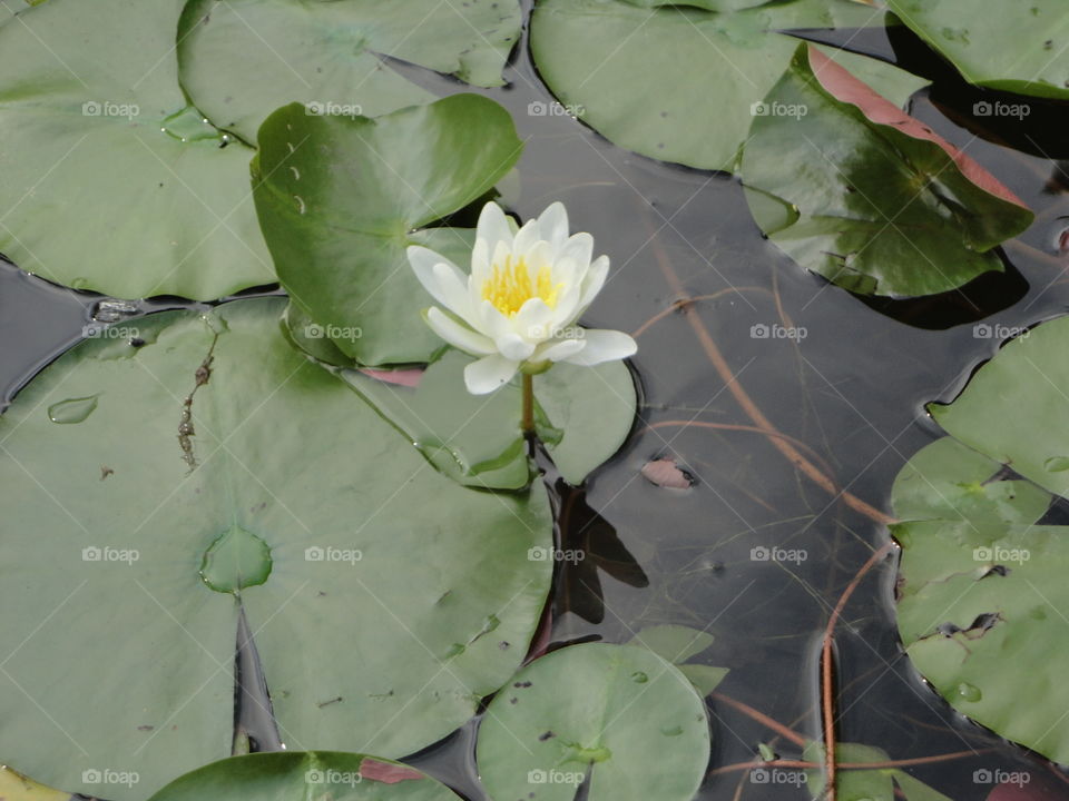 beautiful blooming white flowers on a lily pad