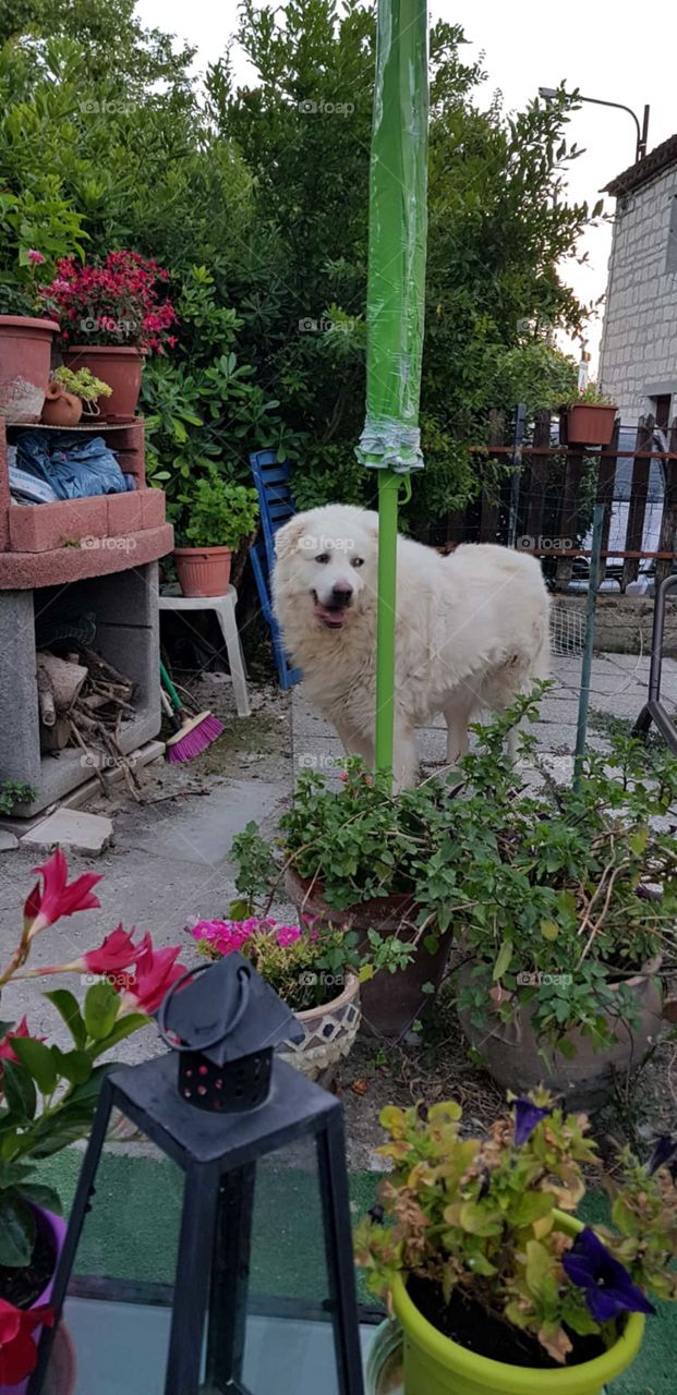 My dog in our garden
